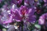 Eigenschaften tropical.garden  / Orchideenbaum - mehrfarbig - Bauhinia variegata 10K