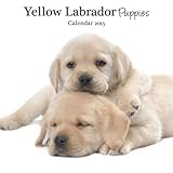 Magnet & Steel Yellow Lab Puppies Mini Wall Calendar