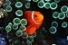 Wallmonkeys Peel and Stick Wall Decals - Spine-cheek Anemonefish and Sea Anemone - Removable Graphic