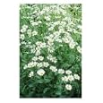 Camphor Plant (Tanacetum Balsamita Var. Camphoratum) Photographic Poster Print by Sunniva Harte, 12x16