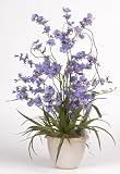 Dancing Lady Silk Orchid Plant - Purple - B001DQF4I8