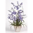 Dancing Lady Silk Orchid Plant - Purple