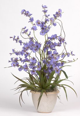 Dancing Lady Silk Orchid Plant - Purple