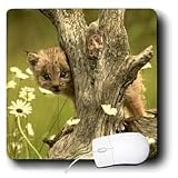 Wild animals - Lynx Cub - Mouse Pads