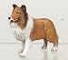 Adult Collie