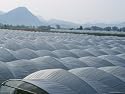 View of Strawberry Fields with Plastic Greenhouses over Them Near Paestum Artists Photographic Poster Print, 18x24