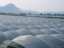 View of Strawberry Fields with Plastic Greenhouses over Them Near Paestum Photographic Poster Print, 18x24