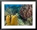 Couple Scuba Diving, Sponge Formations, Half Moon Caye, Barrier Reef, Belize Scenic Framed Art Poster Print by Stuart Westmorland, 31x25