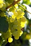 Raisin Blanc - 48
