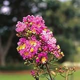 Crape Myrtle Seeds - Crape Myrtlette Little Chief Purple