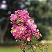 Crape Myrtle Seeds - Crape Myrtlette Little Chief Purple