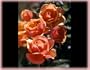About Face (Rosa Grandiflora) - Bare Root Rose