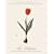 Les Liliacees Notecards (Deluxe Notecards)