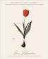 Les Liliacees Notecards (Deluxe Notecards)