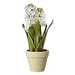 Potted Hyacinth