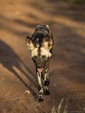 African Wild Dog, Lycaon Pictus, Venetia Limpopo Nature Reserve, South Africa, Africa Photographic Poster Print by Steve & Ann Toon, 18x24