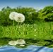 Wallmonkeys Peel and Stick Wall Decals - Dandelion and Surface of the Water - Removable Graphic