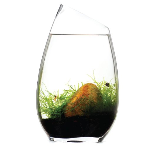 BLUEiQ Miniature Ecosystem