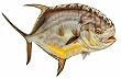 Permit Decal - Fishing - Other