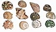 Florida Marine Research SFM34331 12-Pack Hermit Crab Shell, Medium