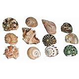 Florida Marine Research SFM34331 12-Pack Hermit Crab Shell, Medium