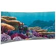 Disney Coral Reef aquarium Background