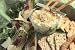 Arty's Spin Dip Spinach Artichoke Dip Mix (6 each)