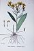 Botany Plants C1902 Broad Leaved Ragwort Senecio Flower