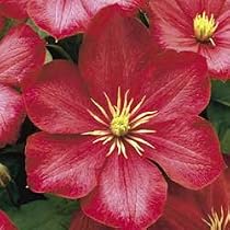 Hybrid Clematis - Ville De Lyon (Crimson & Carmine)