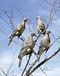 Decoy Clip-on Dove (Per 4)