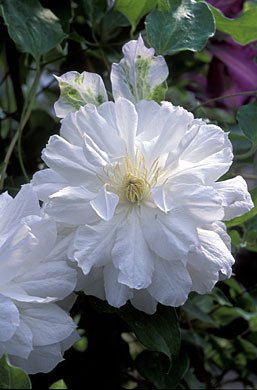 Clematis Belle De Woking Double Pure White Flowering Vine Hardy 3 Seeds Clematis Belle De Woking Double Pure White Flowering Vine Hardy 3 Seeds