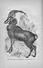 ANTELOPE Poster reprint from illustration by Baker of Chicago out of CECIL'S BOOKS of NATURAL STUDY -- 1885 by Peabody. (Poster reprint 11x17 inches)