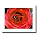 Red Rose Flower Rain Drop Wall Decor Contemporary Picture Art Print