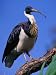 Straw-Necked Ibis (Threskiornis Spenicollts), Australia Photographic Poster Print by ...
