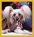 Hairless Chinese Crested Bookmark