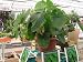 Elephant Ears Colocasia 7-9 in. 5 pack