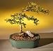 Bonsai Boy\'s Dwarf Black Olive<br><i>(bucida spinosa)</i>