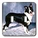 Dogs Border Collie - Border Collie - Light Switch Covers - double toggle switch