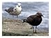 An Oil-Soaked Seagull Stands Next to an Unaffected One Photographic Print, 16