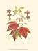 Red Maple Beautiful MUSEUM WRAP CANVAS Print with Added BRUSHSTROKES Unknown 10x13
