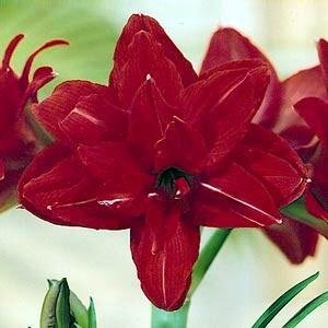 Childrens Toyshop  Outdoor Living : Red Peacock Double Amaryllis 1 Bulb - Double Flower