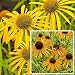 Coneflower Collection