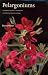 Pelargoniums: A Gardener's Guide to the Species and Their Hybrids and Cultivars