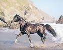 Black Horse and Beach Art Poster Print by Ron Kimball, 10x8