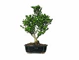 Brussel's Holly Bonsai
