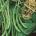 Tendercrop Bush Beans Seed Packet