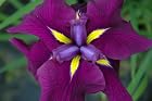 Iris Ensata Good Omen-Good Omen Japanese Iris- Pot size #1 gal.