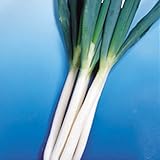 国華園　ネギ苗　石倉葱　100本