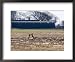 Brown Hares, Pair of Brown Hares Boxing Close to Farm Buidlings, Lancashire, UK Framed Art Poster Print by Elliott Neep, 22x18