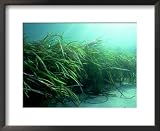 Eelgrass, Zostera Marina, South Uist, Scotland Framed Art Poster Print by Sue Scott, 22x18